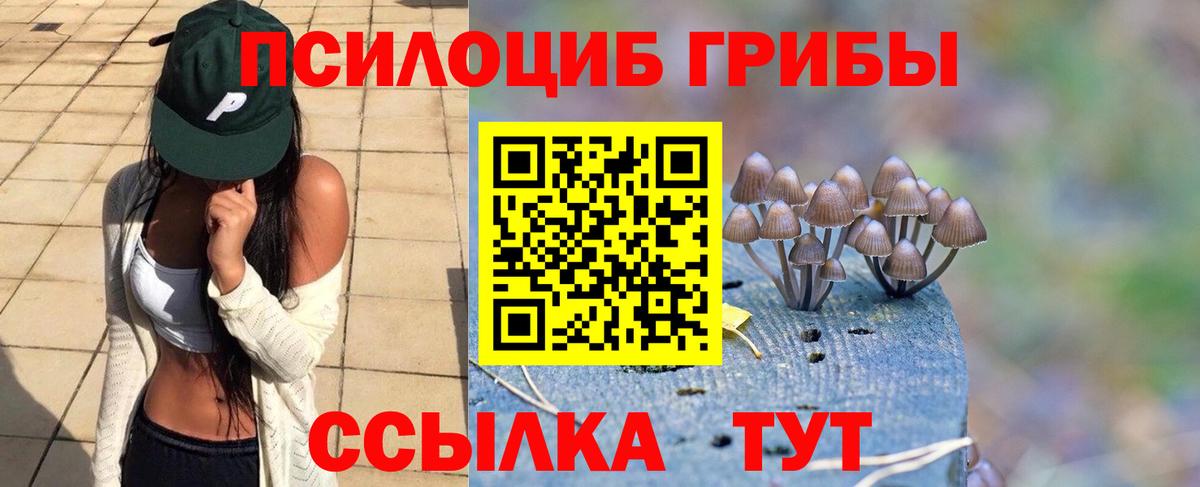 Псилоцибиновые грибы Psilocybe Шарыпово